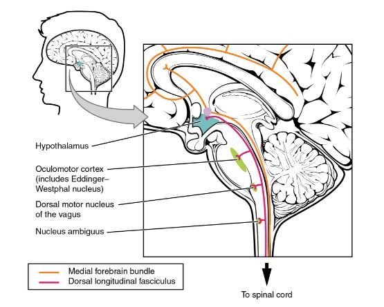 Hypothalamus – Introduction