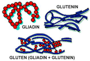 Modern Wheat is More Harmful to Celiac Patients