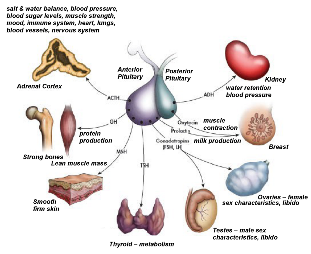 Endocrine-system-in-humans