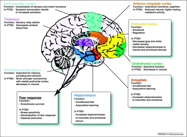 The Amygdala, Limbic Lobe, Pons, and Medulla – Introduction – Wise