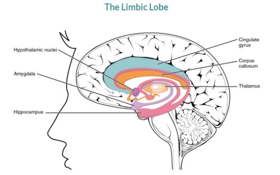 limbic-system-healing-disease-diabetes